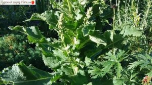 ?Растение коровяк или царский скипетр