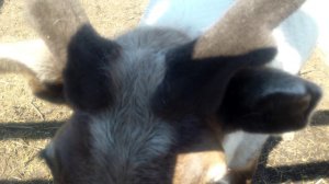 Велес. Знакомство с центром.