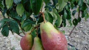 Универсальный подвой ( УУПРОЗ- 6) + груша Пектораль + мушмула.