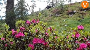 UN MARE DI RODODENDRI SUL LAGORAI, ALLA PINETA DI MALGA CASAPINELLO