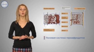 Класс Ленточные черви