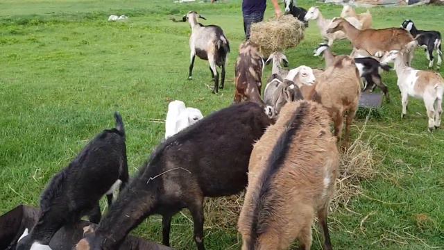 +77017224679 Анвар Рустемов. Хозяйство "Улугбек". Узбекистан. смотреть онлайн