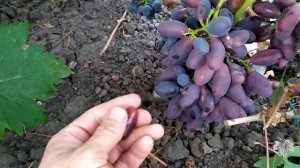 Виноград Талдун. Урожай и особенности гибридной формы