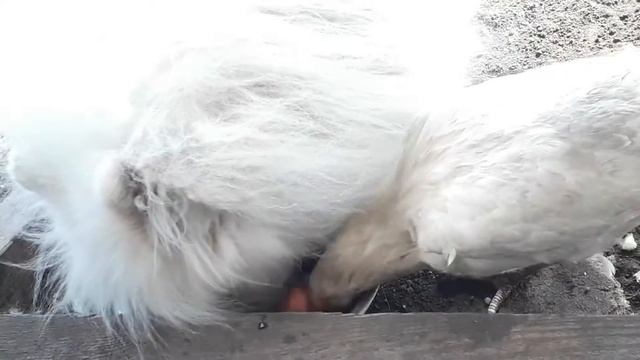 Агрессивный самоед. Просто зверь! Такого вы ещё не видели!!!