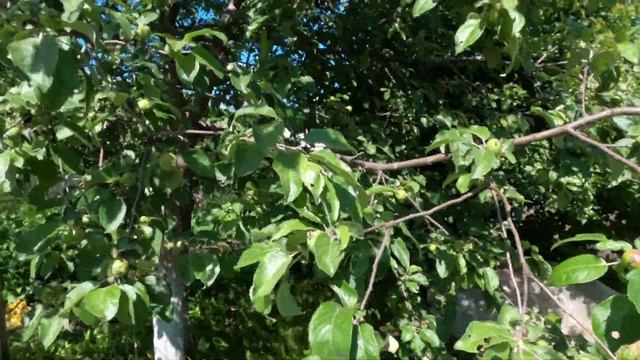 Первые ЯЙЦА! Будущий урожай. Обрезал крылья несушке смотреть онлайн