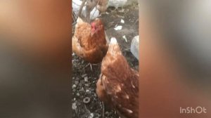 Зола для кур ? ВРЕД или ПОЛЬЗА?