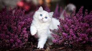 Детские стихи про котиков (часть 1)