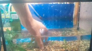 Запуск аквариума 10 литров !