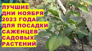 Лучшие дни ноября 2023 для посадки саженцев садовых растеPlanting garden seedlings in November 2023