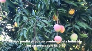 LUCRE + 17 mil em TERRA RUIM e SECA plantando MANGA.