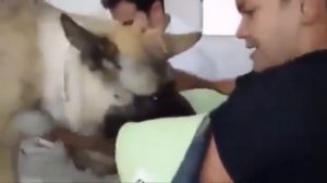 Самое грустное видео. (прощание с собакой)