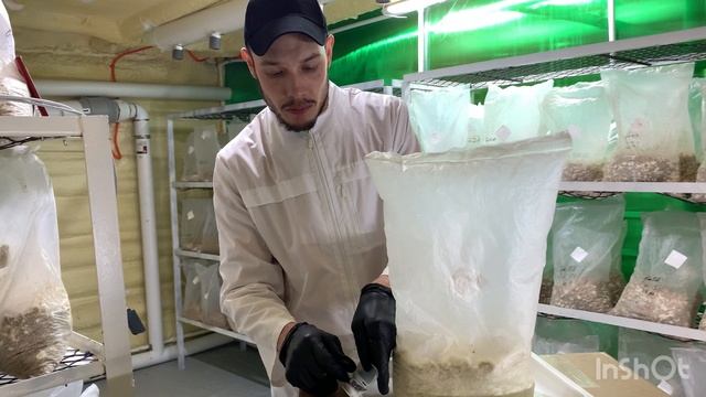 Ежовик Гребенчатый польза для всех