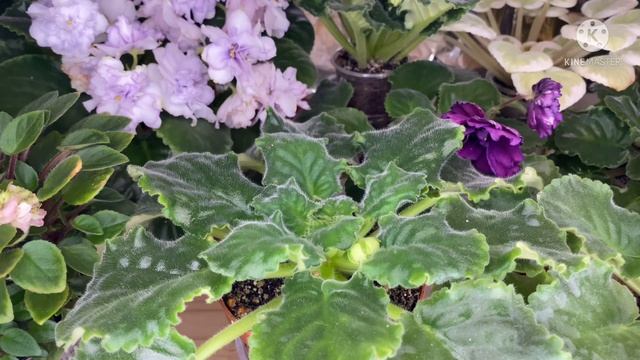 Омоложение и переукоренение фиалки. Проверенный и лёгкий способ. смотреть онлайн