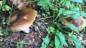 Грибные места. Волховский район.