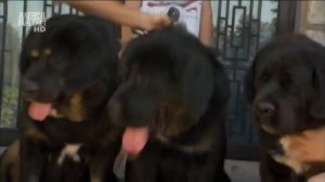 Тибетский мастиф, 101 dogs. Введение в собаковедение.