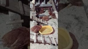 содержание кур в зимний период для повышения яйценоскости