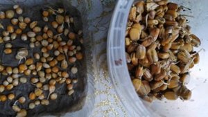 Подготовка и посев семян кукурузы в открытый грунт.