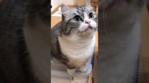 БАНАНЧИКИ 1 ЧАС
