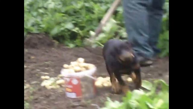 Un dobermann polyvalent смотреть онлайн