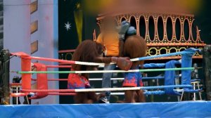 "Zоопарк": "Дикий Фрэнк .Нелегальная перевозка животных"