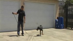 Los Angeles Dog Training | Dog Training (En Español)