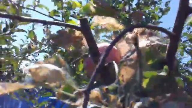 Яблоко "Слава Победителям" смотреть онлайн