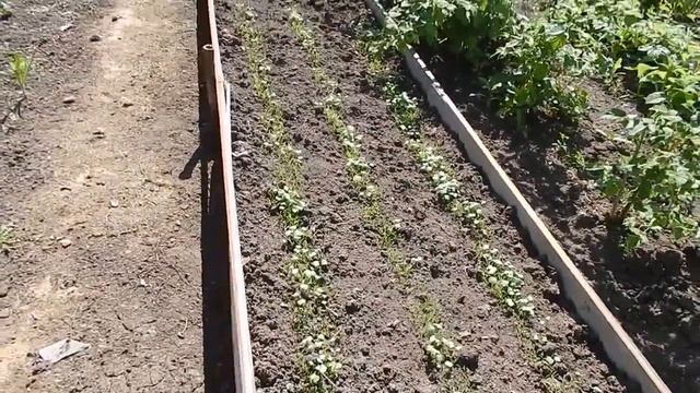 Моя дача, экскурсия в прошлое смотреть онлайн