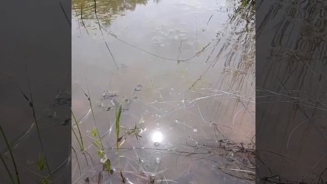 Red Eared Slider release turtle 2 смотреть онлайн