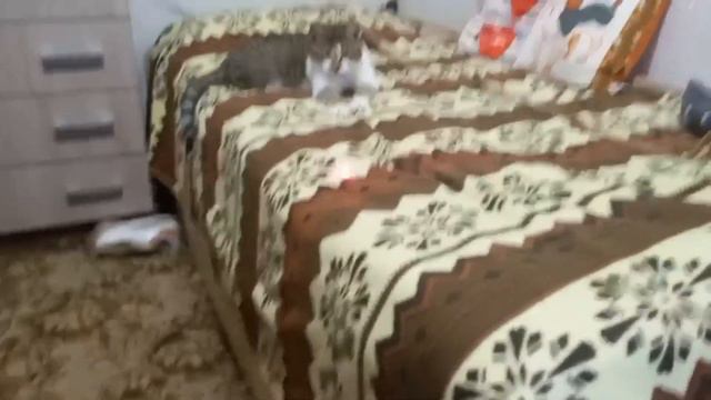 Кот Василий бегает за лазерной указкой смотреть онлайн