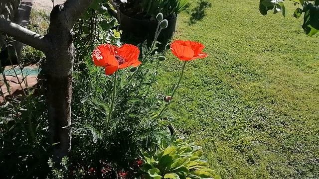 + мак Восточный (Papaver orientale) сорта _Бордер Бьюти_ (Border Beauty) июнь 2022.mp4