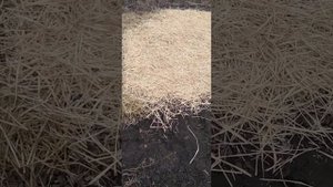 укрывают клубнику соломой
