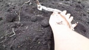 Посадка саженца груши на холм.