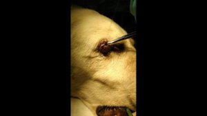 Удаление новообразования на мейбомиевой железе века у собаки