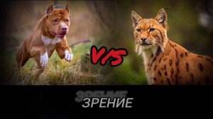 ПИТБУЛЬ ПРОТИВ РЫСИ - КТО ПОБЕДИТ!!! //батл животных//(ANIMALS BATTLE BIT).