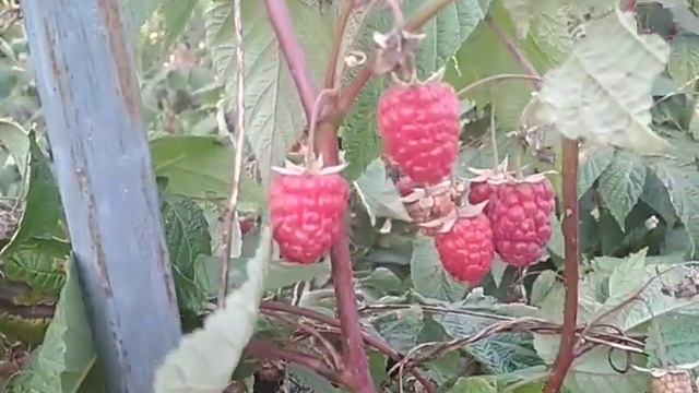 малина Брянское диво в октябре смотреть онлайн