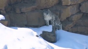 Снежный Барс – Гордый и Одинокий Хищник! Ирбис в Деле!