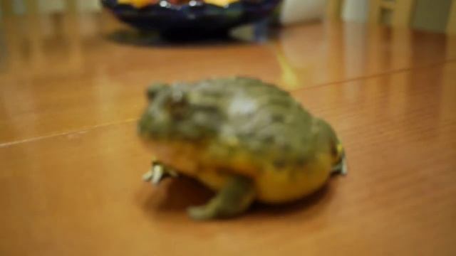 лягушка-водонос смотреть онлайн