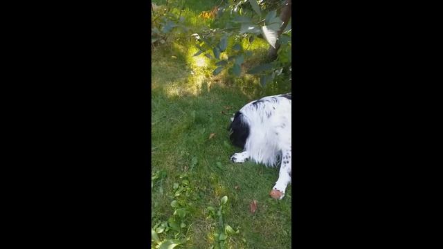 Мама сшила мне штаны...))) продолжение... смотреть онлайн