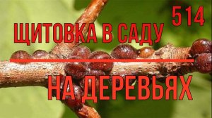 ЩИТОВКА на деревьях Что Делать Срочно делаем ЭТО