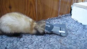 хорек и кошки