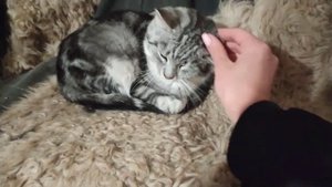 Дружит ли ягдтерьер с кошками?