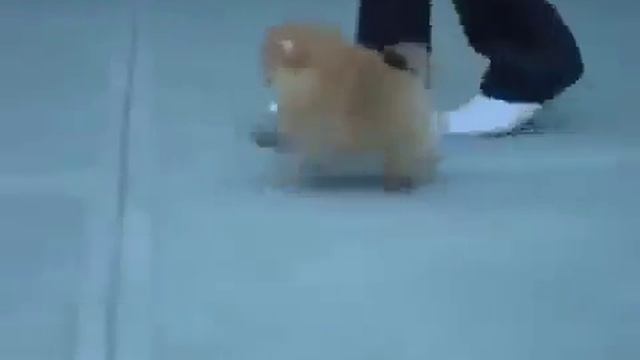 8 недельный шпиц смотреть онлайн