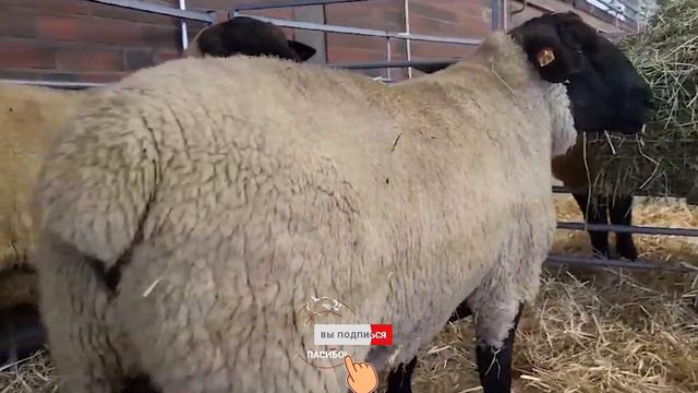 Лучшие бараны Суффолк в России! Овцеводство как бизнес! Где купить племенных овец?