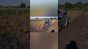 Картофель Аризона уборка 20 августа