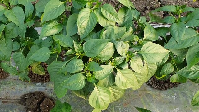 Овощи Растут. Перцы Лотта, Ариадни, Атилиус и Гурк, сравнение. смотреть онлайн