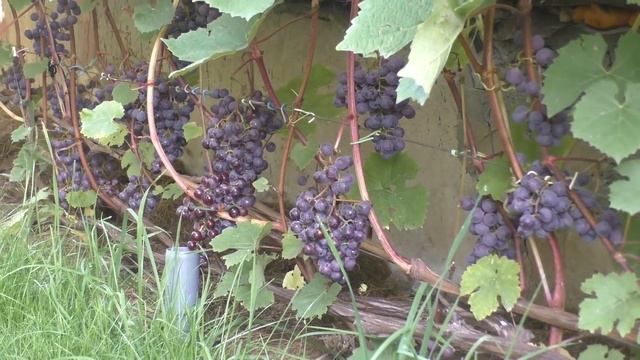 Сорта винограда которые мы планировали убрать, но в итоге оставили смотреть онлайн