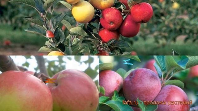 Яблоня обыкновенная Хоней Крисп - Китайка золотая ранняя ? обзор: как сажать, саженцы яблони смотреть онлайн