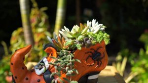 Halloween Succulent Arrangement! Succulent Witch's Shoe!