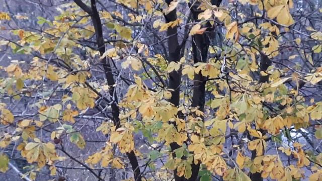 Срочно! Охота на хабаровских "протестунов" наконец то началась!