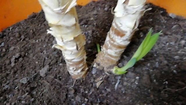 Не бойтесь формировать свои Юкки и Драцены смотреть онлайн